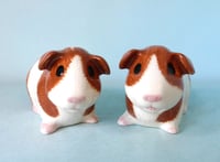 Image 1 of Guinea Pig Salt and Pepper 