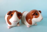 Image 2 of Guinea Pig Salt and Pepper 