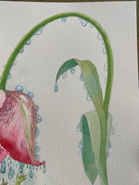 Image 4 of Doolin - Artwork