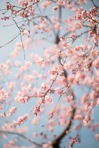 Image 1 of Spring Blossoms
