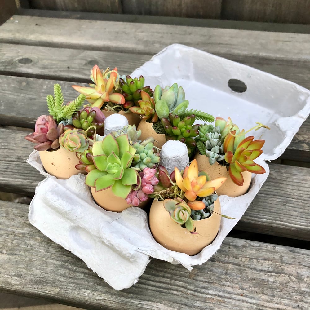 Image of DIY Stuffed Succulent Egg Kit