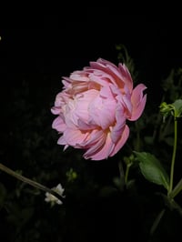 Image 1 of Rosemary Webb - Waterlily Type Dahlia 