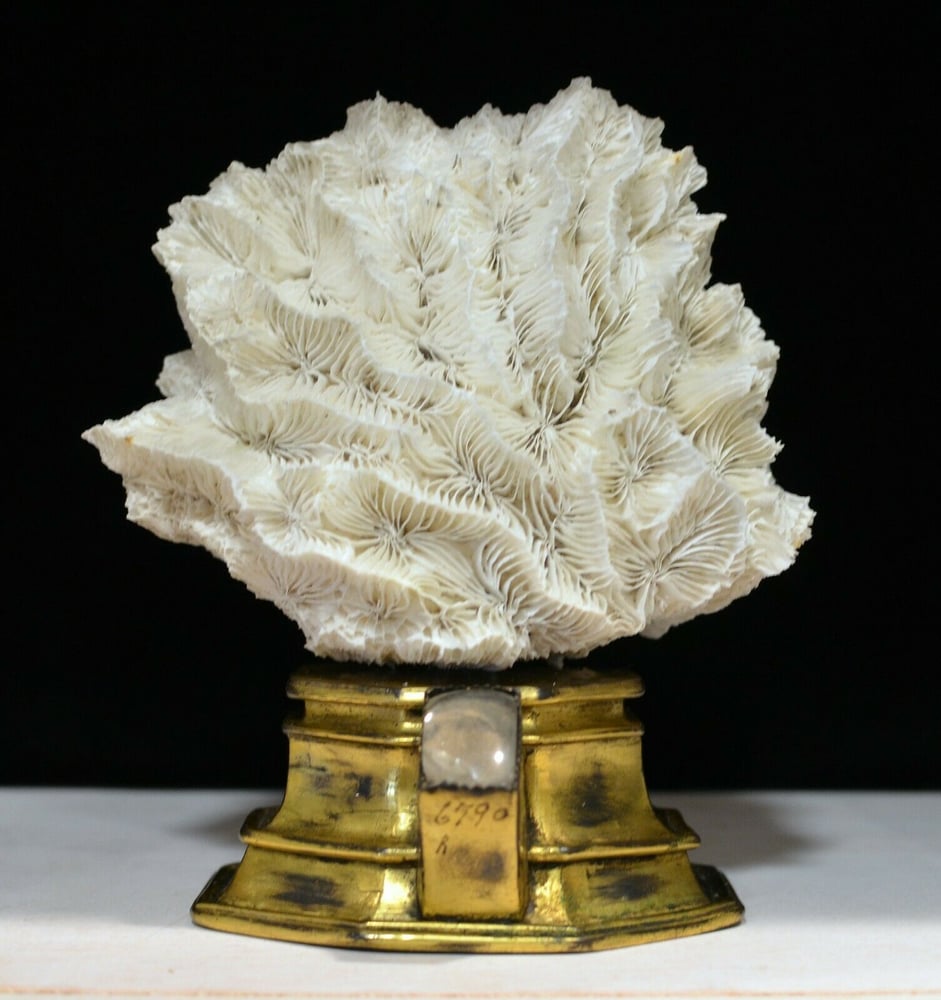 Image of 16th century gilt reliquary base with modern white coral