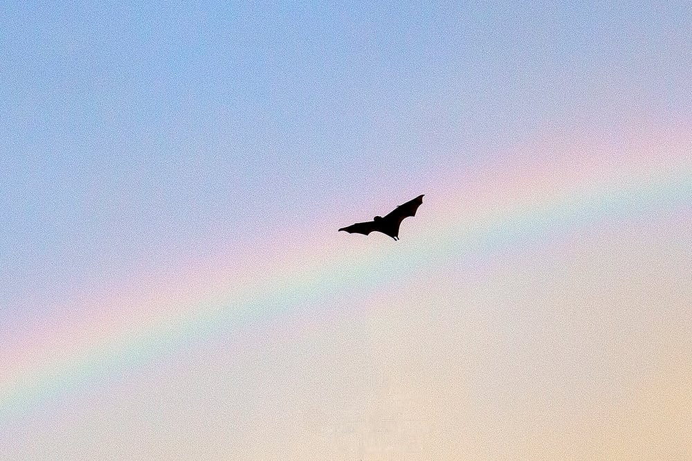 Image of Rainbow Bat