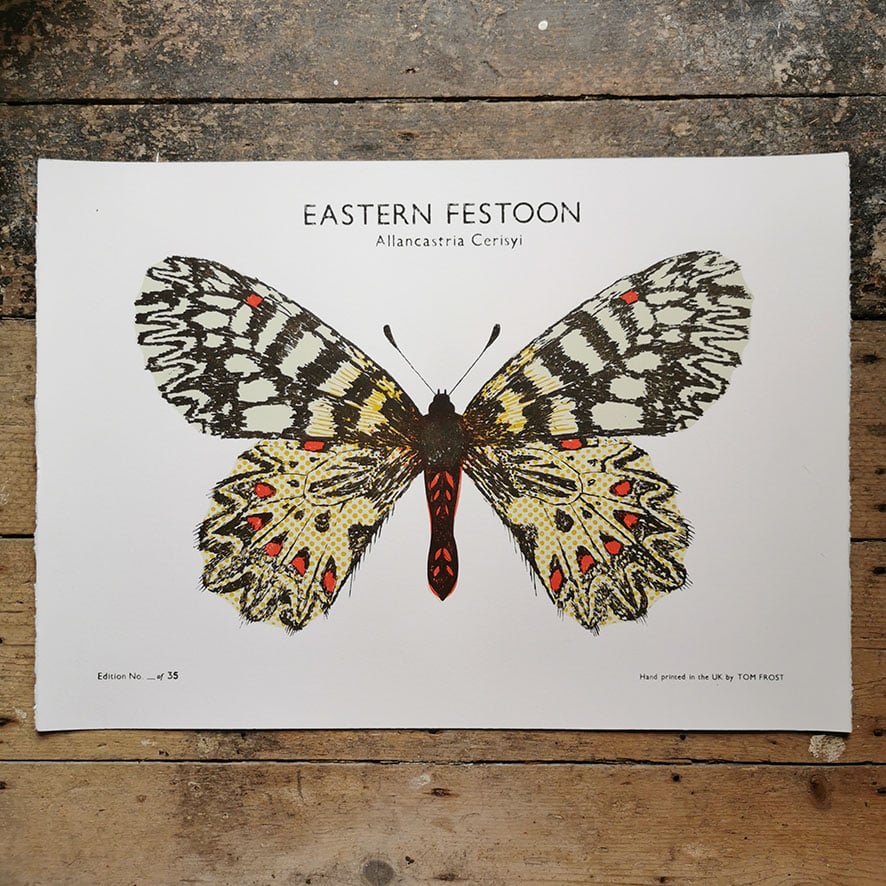 Image of Eastern Festoon