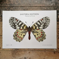 Image 1 of Eastern Festoon