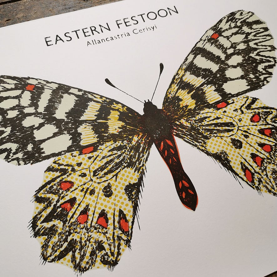Image of Eastern Festoon