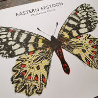 Image 2 of Eastern Festoon