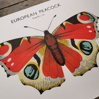 Image 2 of European Peacock