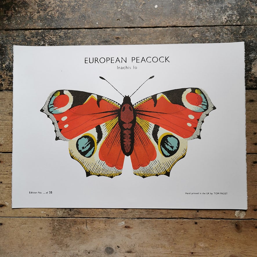 Image of European Peacock