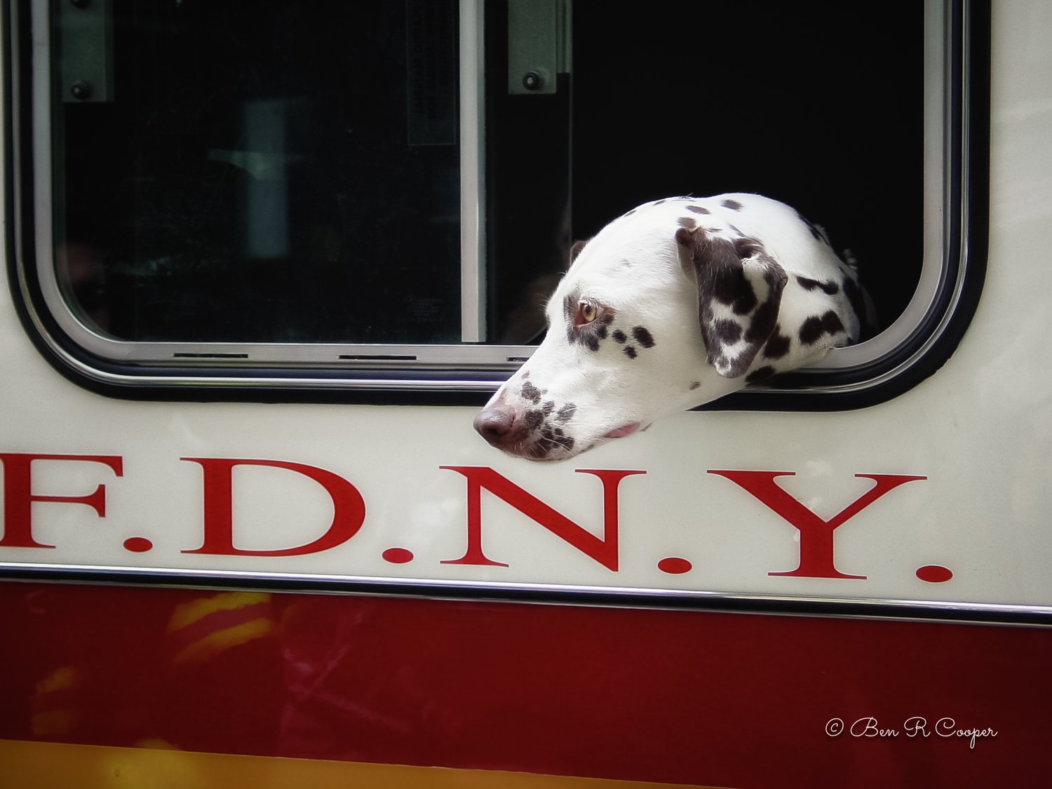 FDNY Dalmation