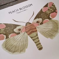 Image 2 of Peach Blossom Moth