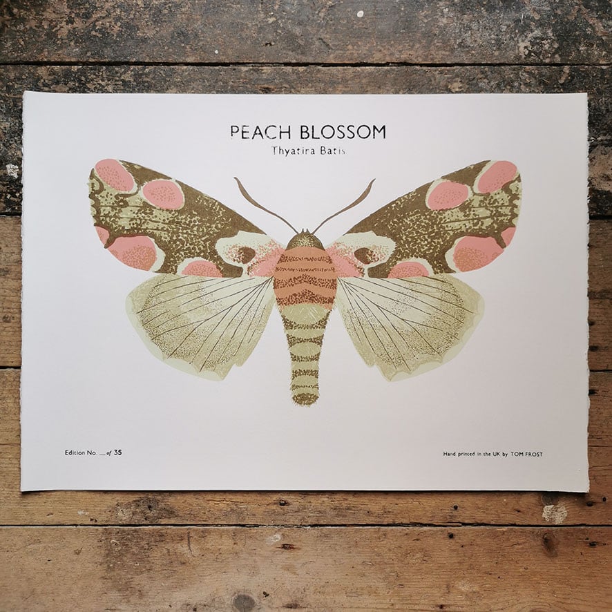 Image of Peach Blossom Moth