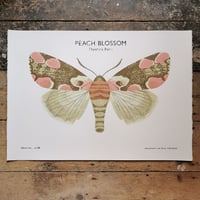 Image 1 of Peach Blossom Moth