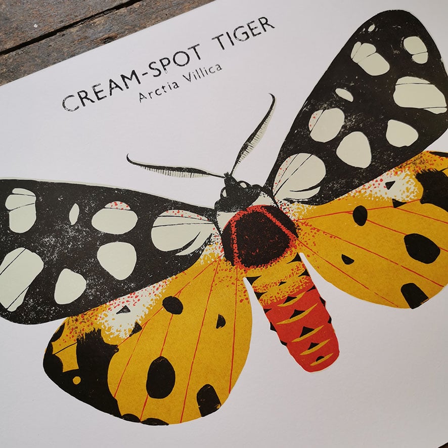 Image of Cream-Spot Tiger Moth