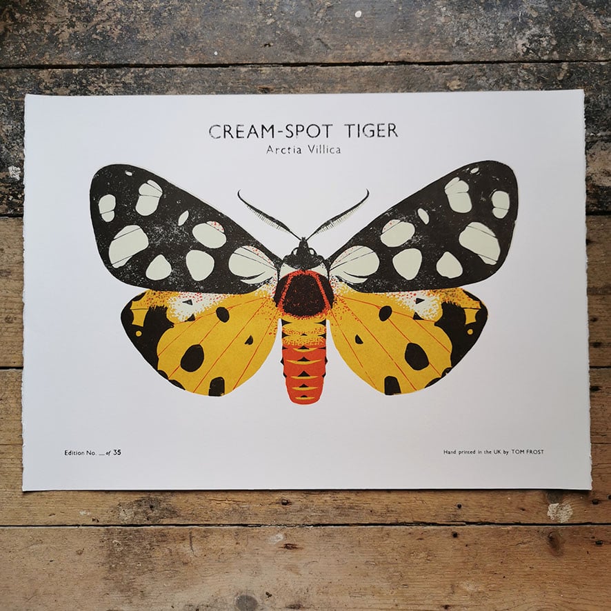 Image of Cream-Spot Tiger Moth