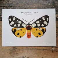 Image 1 of Cream-Spot Tiger Moth