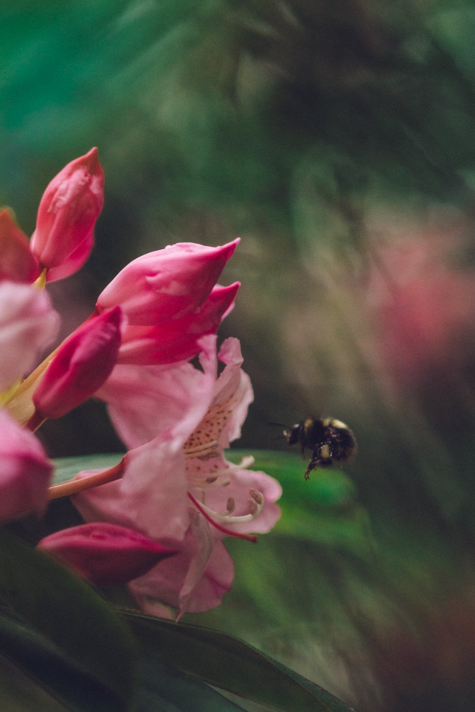 Image of like a pale hand grasping soft petals