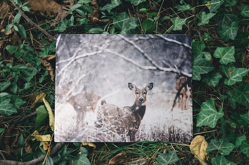 Image of like a pale hand grasping soft petals