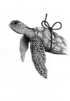 Endangered Sea Turtle