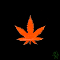 Image 2 of Space Lettuce 