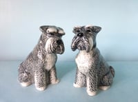Image 1 of Schnauzer Salt and Pepper 