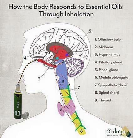 Image of Breathe Again “immune boosting” essential oil 