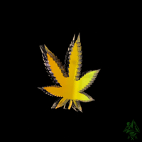 Image 3 of Space Lettuce 