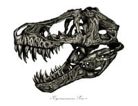 Image 3 of T. Rex skull in a Ravenwood Frame