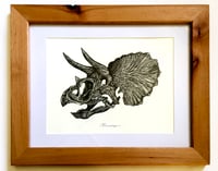 Image 1 of Triceratops Skull in a Ravenwood Frame