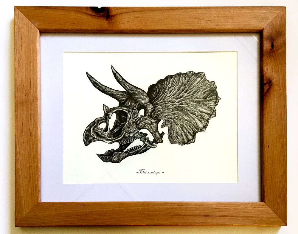 Image of Triceratops Skull in a Ravenwood Frame