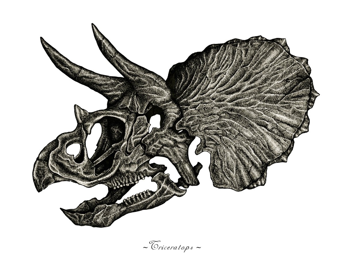 Image of Triceratops Skull in a Ravenwood Frame