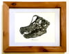 Brachiosaurus Skull in a Ravenwood Frame
