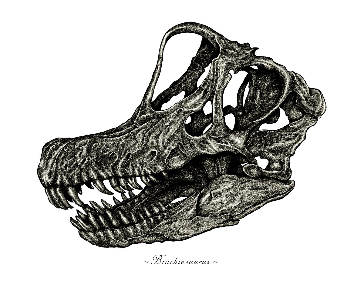 Image of Brachiosaurus Skull in a Ravenwood Frame