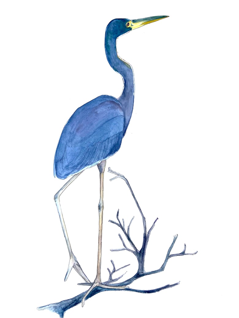 Image of Heron at the preserve, nature-inspired watercolor artwork