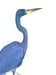 Image of Heron at the preserve, nature-inspired watercolor artwork