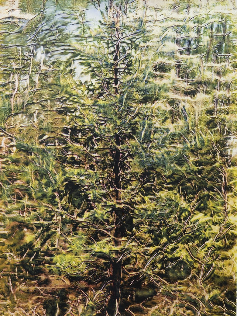 Image of Tree Study