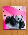 Panda - 25% Off 