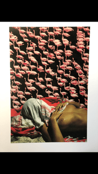 Flamingos 