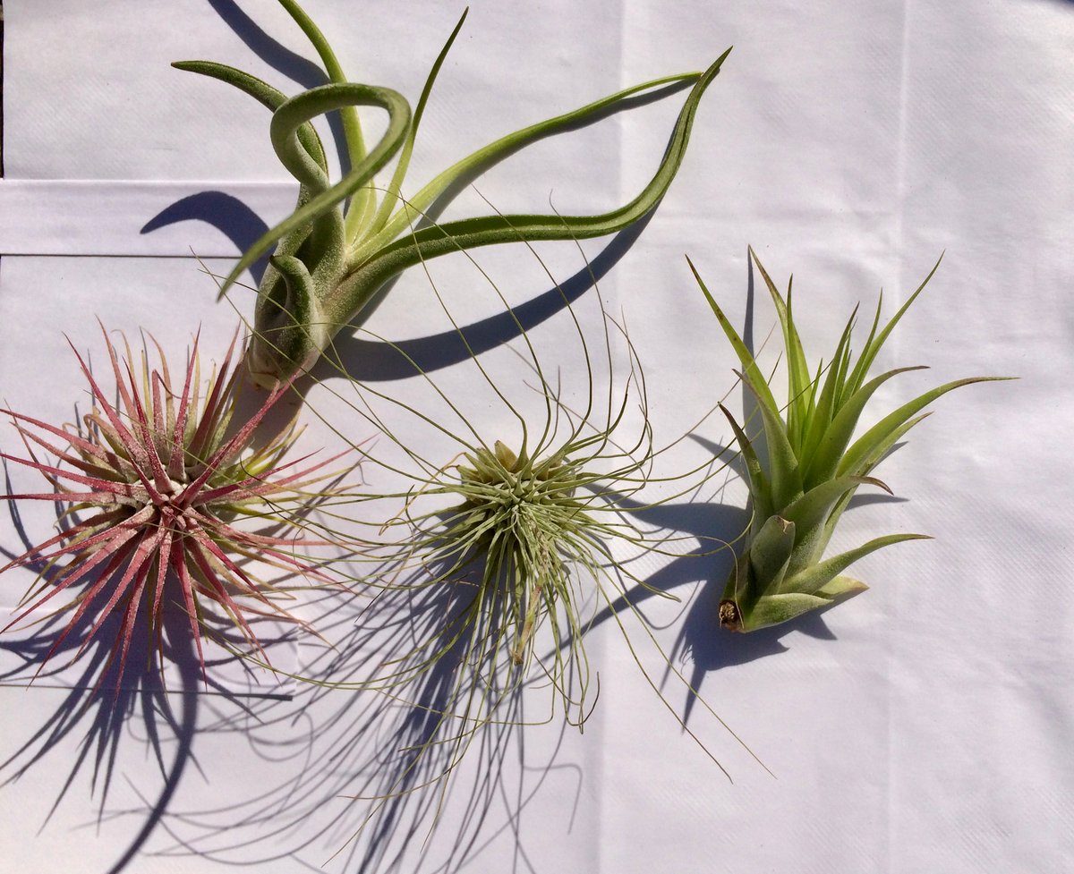 Image of Tillandsia group special