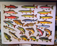 Image 1 of Fish Species Print