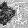 COPROBAPTIZED CUNTHUNTER - Perseveration Of Delirious Comprehensiveness CD EP