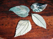 Image of Stone leaf coasters.
