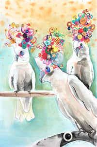 Image 1 of Classy Corellas 