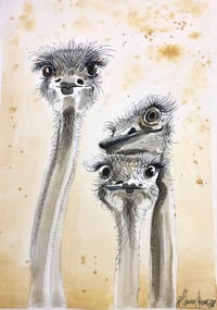 Image 1 of Under dressed emus 