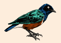 Superb Starling