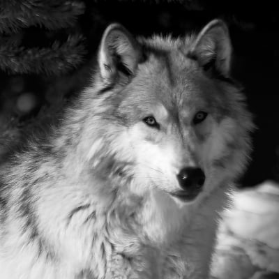 Image of The Watcher