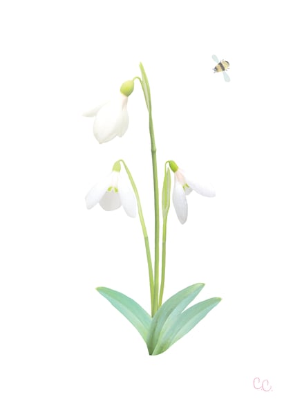 Image of Snowdrops Print