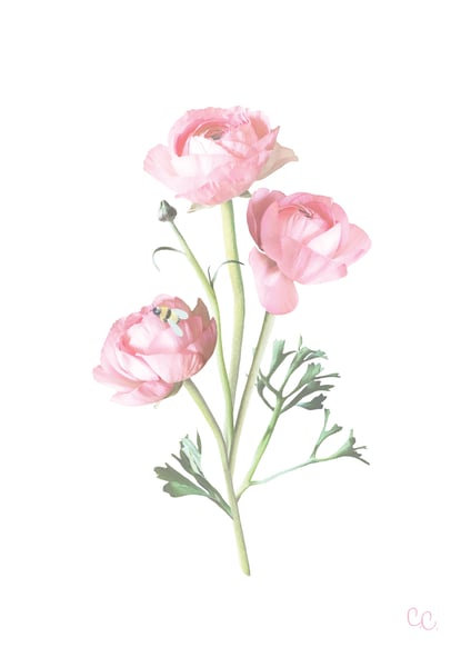 Image of Ranunculus Print