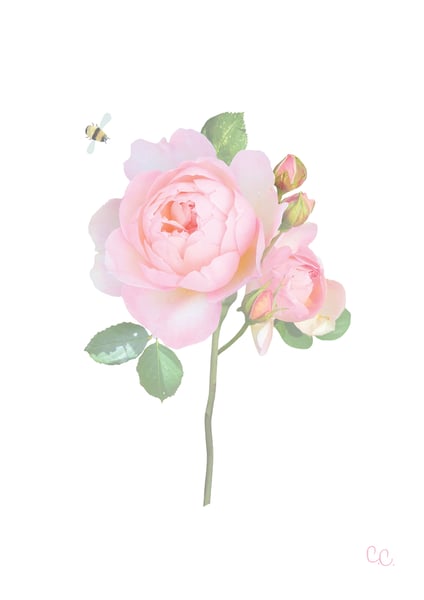 Image of Rose Print